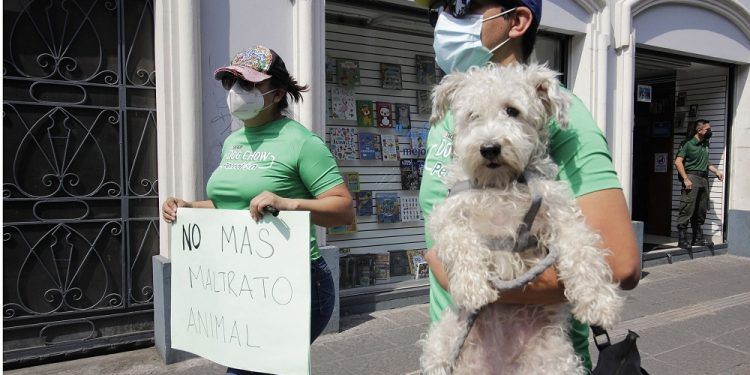 Exigen fin al maltrato animal y castigo para responsables