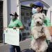 Exigen fin al maltrato animal y castigo para responsables