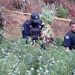 Sujeto con 32 dosis de droga es detenido en Huauchinango