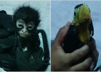 Pareja es capturada en Puebla por vender crías de mono y tucán