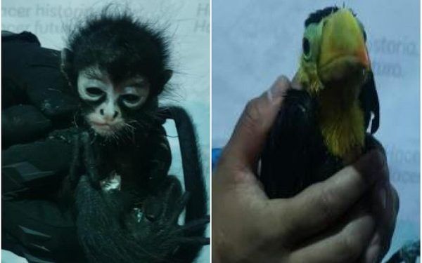 Pareja es capturada en Puebla por vender crías de mono y tucán