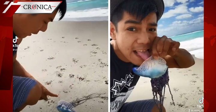 No sabía que era venenosa: joven lame medusa para ganar seguidores en TikTok