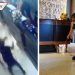 Sujetos lanzan cucarachas en restaurante de China para vengarse del dueño (VIDEO)