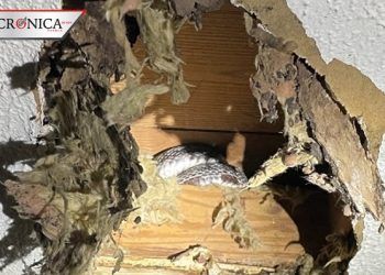 Familia abandona casa en Estados Unidos por presencia de serpientes y ratas