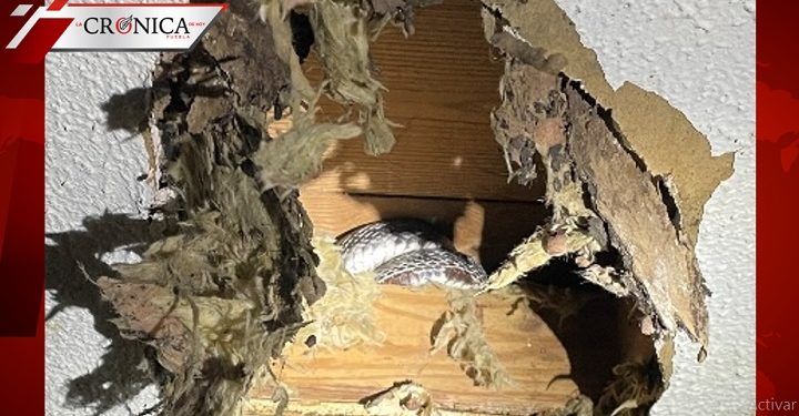 Familia abandona casa en Estados Unidos por presencia de serpientes y ratas