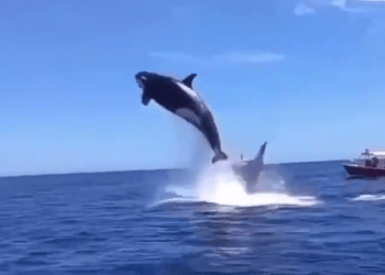 Capta a una orca y su gran salto para devorar a un delfín en el Golfo de México