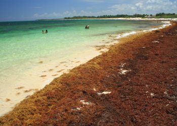 El Caribe mexicano se ve amenazado por el sargazo