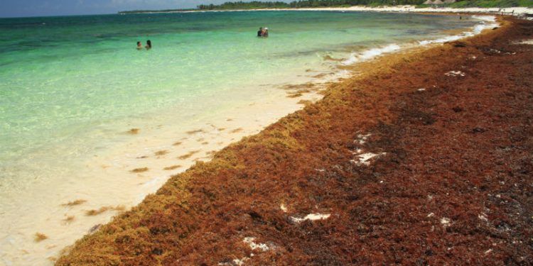 El Caribe mexicano se ve amenazado por el sargazo