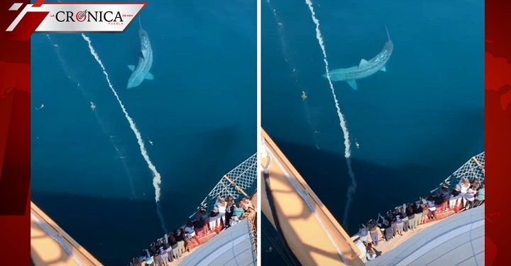 Tiburón gigante impacta a turistas en costa de Estados Unidos (VIDEO)