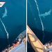 Tiburón gigante impacta a turistas en costa de Estados Unidos (VIDEO)