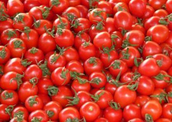 Alcanza tomate poblano mil toneladas exportadas a EE.UU.