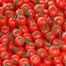 Alcanza tomate poblano mil toneladas exportadas a EE.UU.