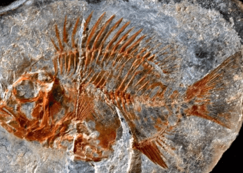 UNAM halla en Chiapas una especie de pez que vivió hace 95 millones de años