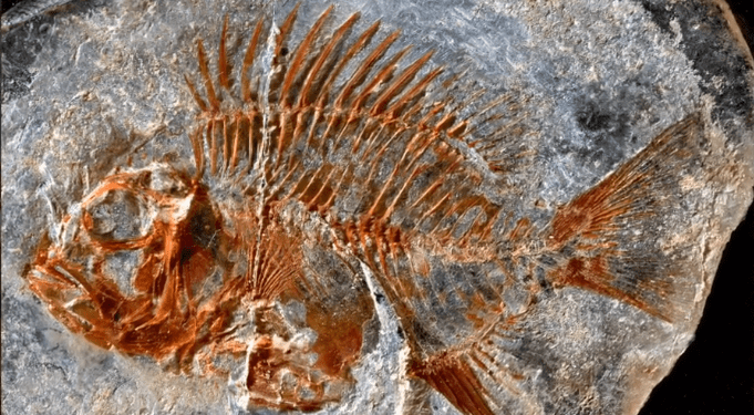 UNAM halla en Chiapas una especie de pez que vivió hace 95 millones de años
