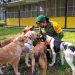 Ejército Mexicano abre refugio para perros en zona del aeropuerto de Santa Lucía
