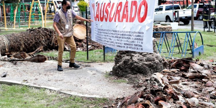 Frena Secretaría de Medio Ambiente tala de palmeras en Analco y la Avenida Juárez 