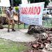 Frena Secretaría de Medio Ambiente tala de palmeras en Analco y la Avenida Juárez 