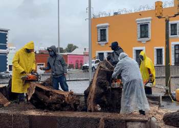 A la semana, 5 reportes por caída de árboles