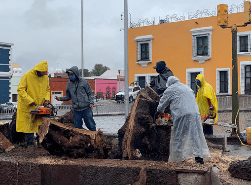 A la semana, 5 reportes por caída de árboles