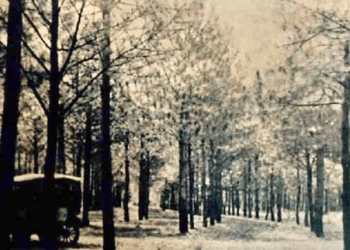 IN MEMORIAM – LA ARBOLEDA MÁS VISITADA