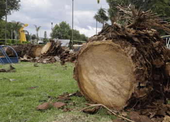 Se investigará tala de palmeras en Analco