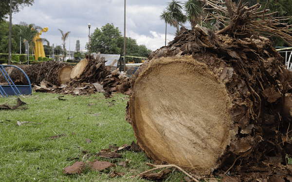 Se investigará tala de palmeras en Analco