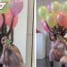 Joven causa revuelo por peinado hecho de globos con helio (VIDEO)