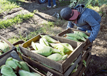 Abre empresa de súper on line del campo a la casa