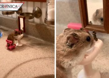 Hámster causa revuelo por limpiarse la cara en su lavabo personal (VIDEO)