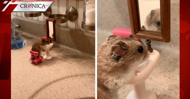 Hámster causa revuelo por limpiarse la cara en su lavabo personal (VIDEO)