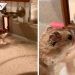 Hámster causa revuelo por limpiarse la cara en su lavabo personal (VIDEO)