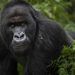 Gorilas de un zoológico de Atlanta dan positivo por covid-19