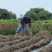 MBH: se destinan recursos al campo sin distingos