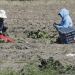 Más de mil millones destinados al agro