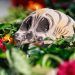 Emite Cultura Puebla convocatoria para Concurso de Altares y Ofrendas a los muertos