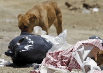 Van 121 reportes de maltrato animal