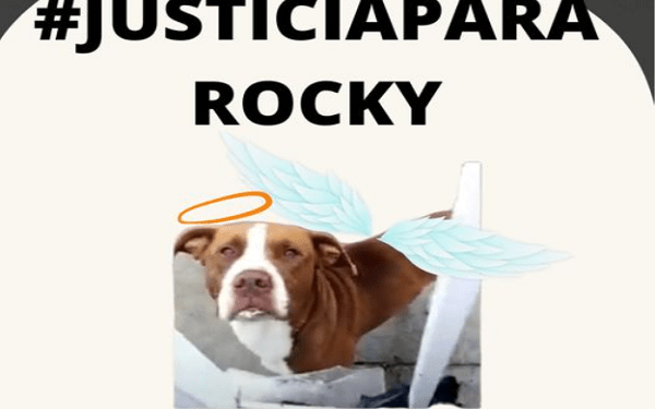 Sacrifican a perro tras explotarle un cohete en el hocico; gobierno investiga los hechos
