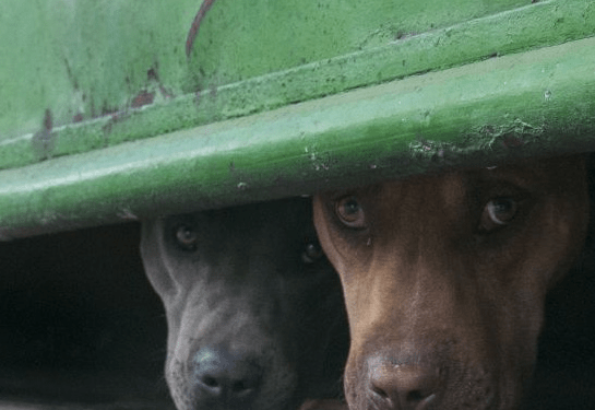 El maltrato animal, la crueldad no cesa