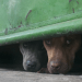 El maltrato animal, la crueldad no cesa