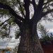 ¿Tienes ya tu árbol patrimonial?