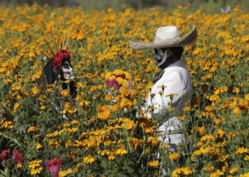 EL MEJOR ESCENARIO, CAMPOS DE CEMPASÚCHIL