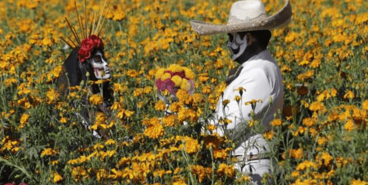 EL MEJOR ESCENARIO, CAMPOS DE CEMPASÚCHIL