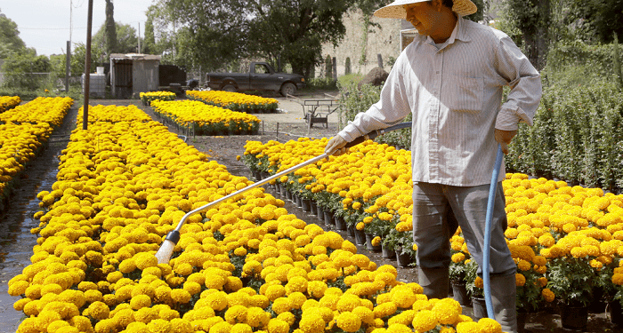 Flor china, riesgo mortal para nuestro cempasúchil