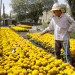 Flor china, riesgo mortal para nuestro cempasúchil