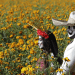 La fiesta de Muertos