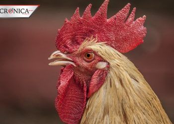 Roban más de 7 mil pollos en carretera de Tehuacán