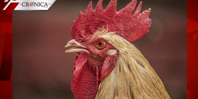Roban más de 7 mil pollos en carretera de Tehuacán