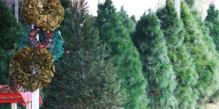 ¡Prepárate! Inauguran la expo-venta de artesanías y árboles de Navidad en Puebla