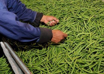 Puebla exportará a Canadá más de 250 toneladas de ejote