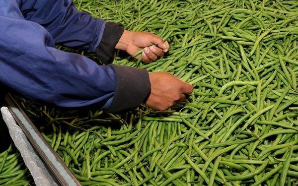 Puebla exportará a Canadá más de 250 toneladas de ejote